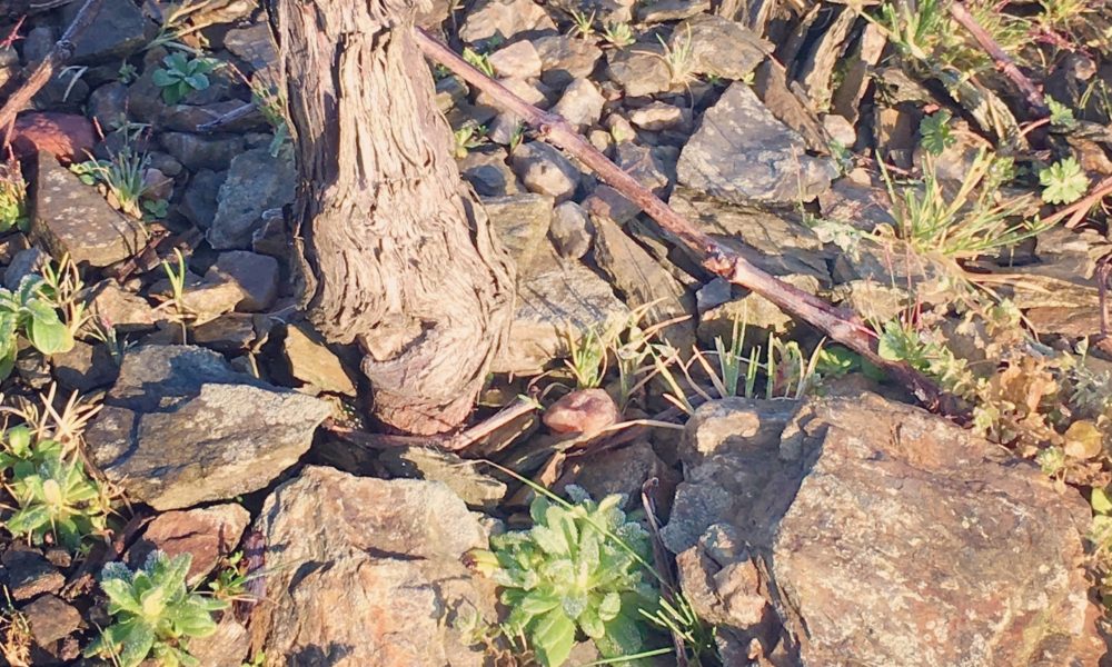 Un Terroir Unique